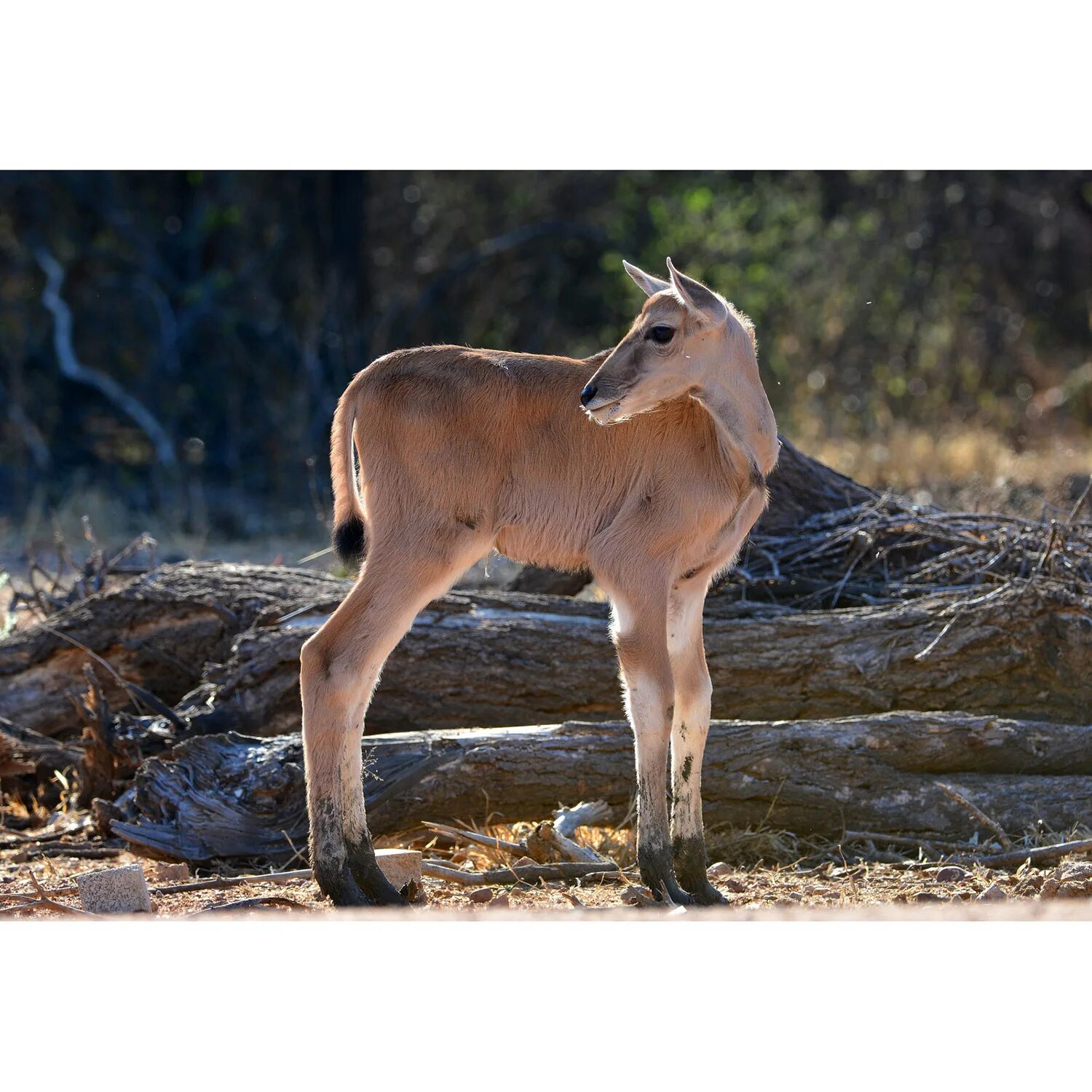 Кулан область. Канны Taurotragus Oryx. Антилопа Канна ареал. Канна антилопа самец и самка. Кулан HD.