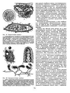 Водорослью зоохлореллой и амебой