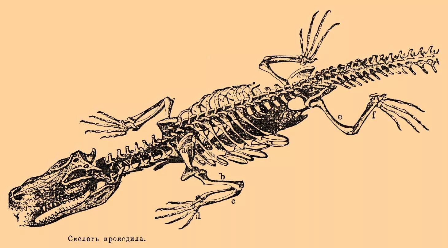 Задние конечности ящерицы. Скелет крокодила строение. Гавиал крокодил скелет. Строение скелета Тритона. Скелет варана.
