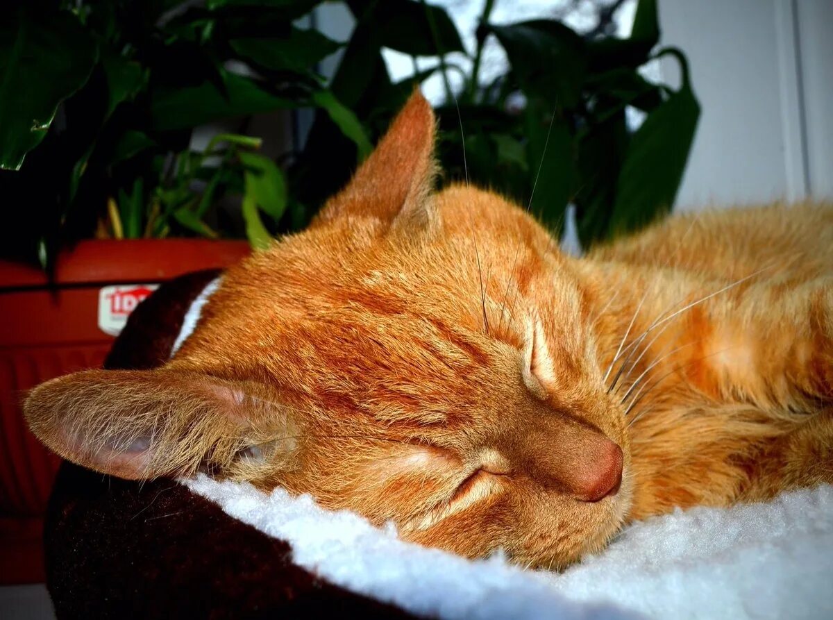 Кот рыжий ночь. Спящий рыжий кот. рыжий кот спит. спящие рыжие коты. рыжая кошка спит.