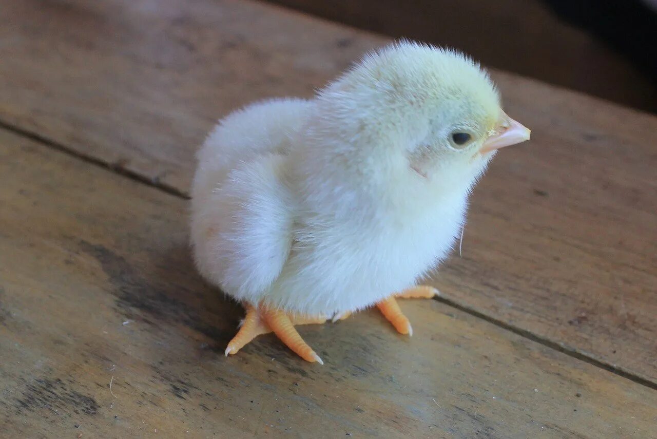 Маленькие цыпы. Цыпленок. Белый цыпленок. Милые цыплята. Птенец курицы.