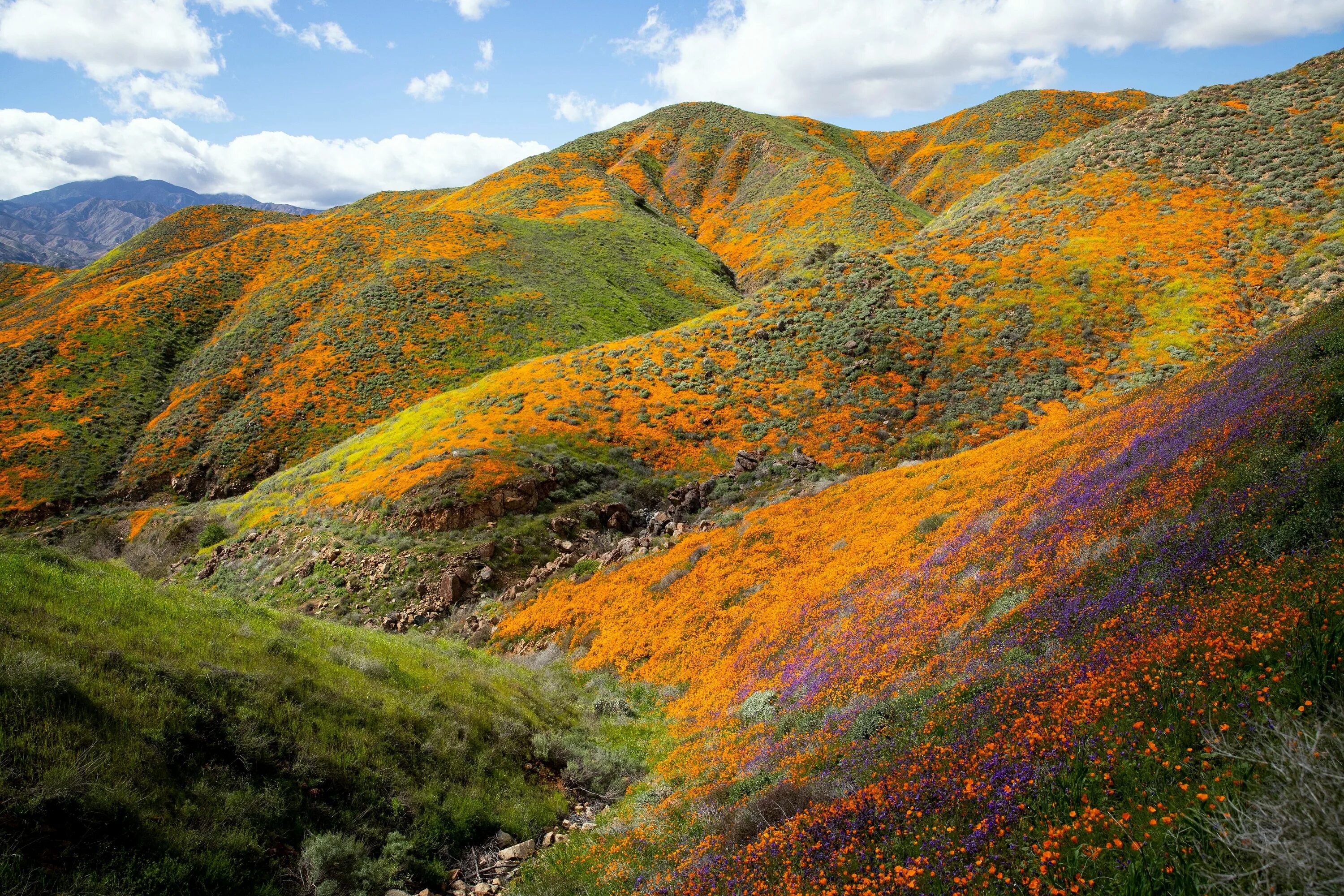 Цвет холм. Цветущие холмы Калифорнии. Калифорния пустыни холмы. Оранжевый холм. Оранжевые холмы природа.
