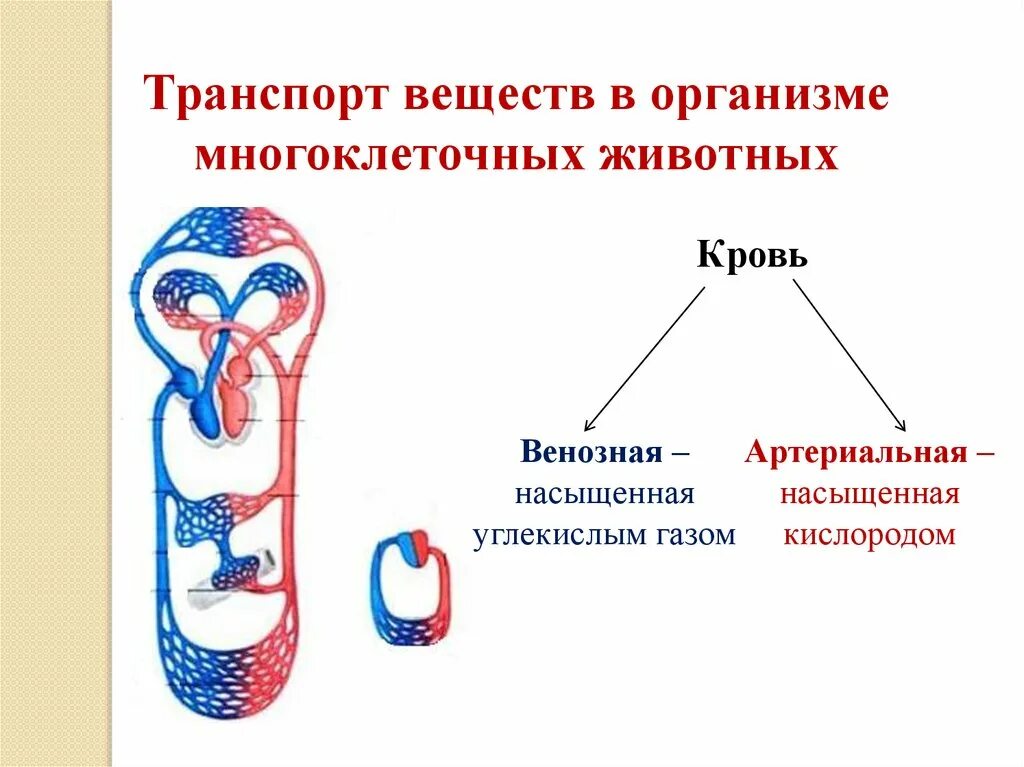 Транспорт веществ в организме растений и животных. Транспорт веществ у животных схема. Передвижение веществ в организме животных. Передвижение веществ у жвотны. Органы передвижения веществ