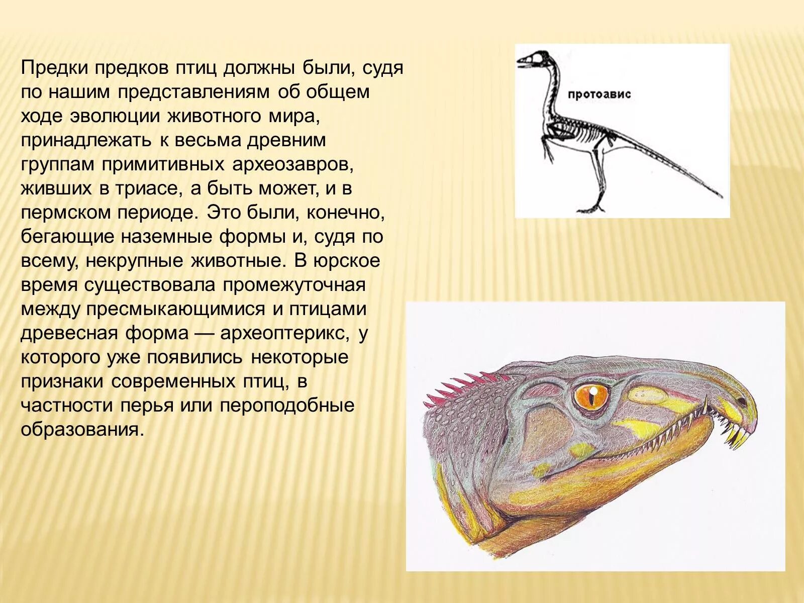 Признаки рептилий и птиц. Предки птиц. Возможный предок современных птиц. Предшественники птиц. Предок птиц и рептилий.