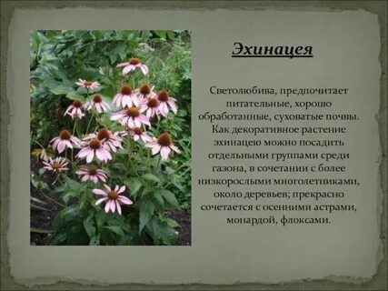 Эхинацея вред