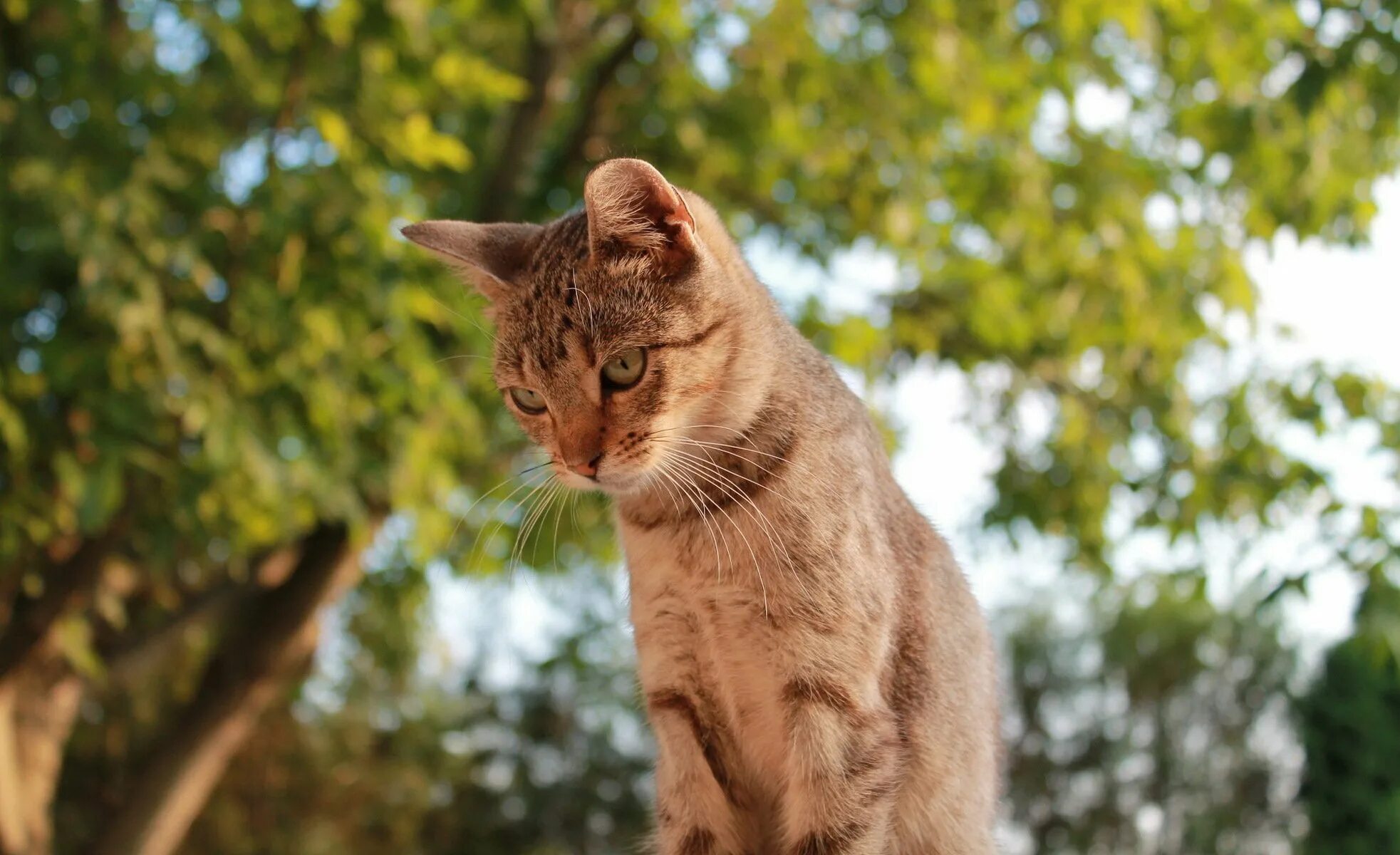 Кот смотрит вниз. Кошки на рабочий стол. коты фото. кот на дереве. кот спускается с дерева.