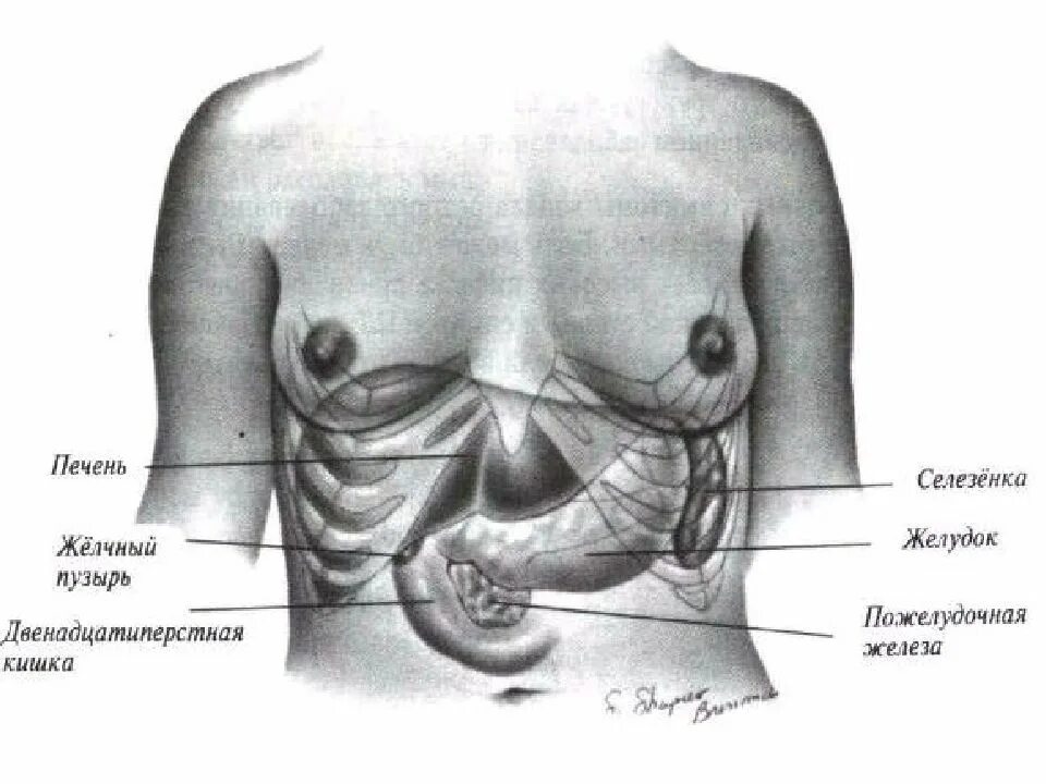 Селезенка схема расположения. Желудок желчный пузырь поджелудочная железа селезенка. Расположение печени поджелудочной железы и селезенки. Желчный пузырь расположение. Сердце желчный пузырь