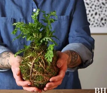 Cool plant