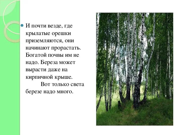 Русская береза символ России. Березы на мероприятии. Рассказ о Березе 2 класс окружающий мир. Береза окружающий мир 2 класс.