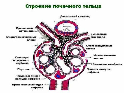 Тельца нефронов