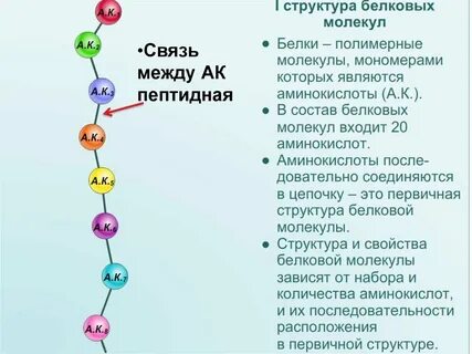 Что является мономером белковой молекулы