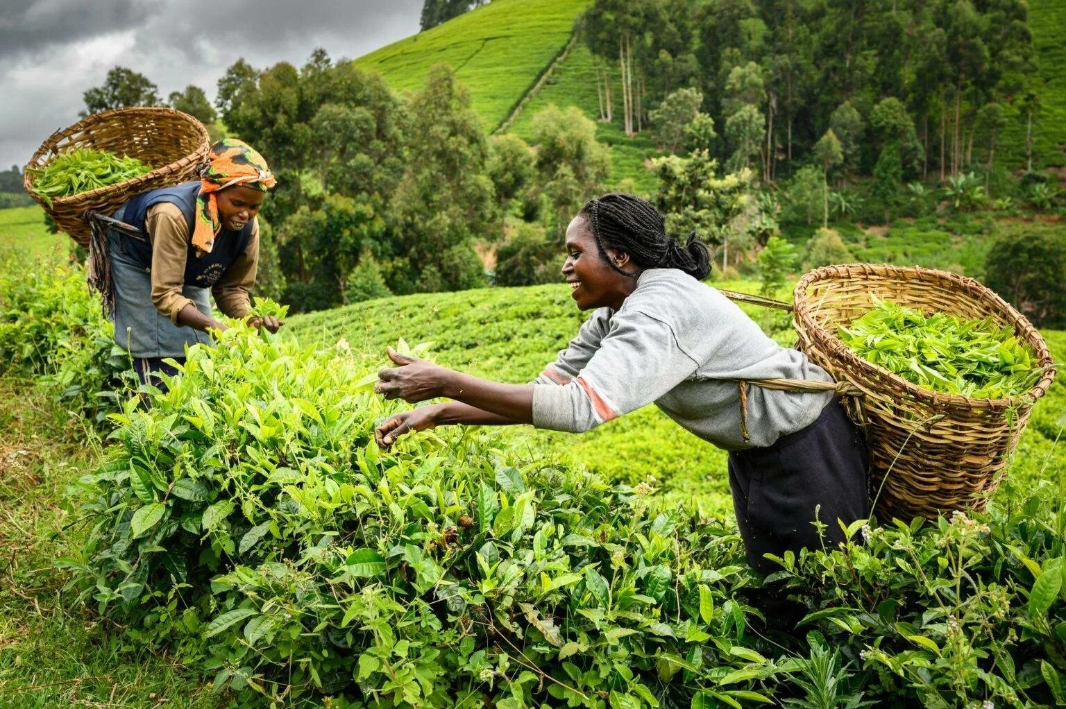 Чайные плантации Гринфилд. Кения чайные плантации. Чайная плантация Шри Ланка сбор чая. Чайные плантации в Индии.