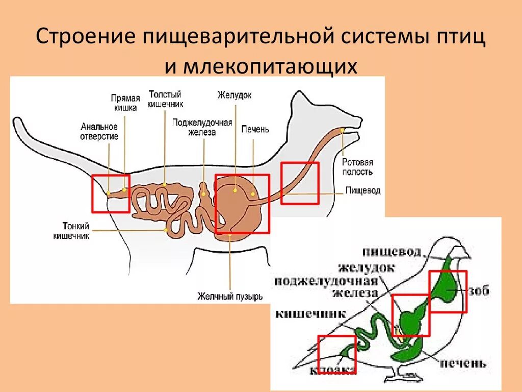 Различия птиц и млекопитающих. Строение пищеварительной системы птиц и млекопитающих. Структура пищеварительной системы млекопитающих. Пищеварительная система птиц отличие от млекопитающих. Пищеварительная система млекопитающих 8 класс.