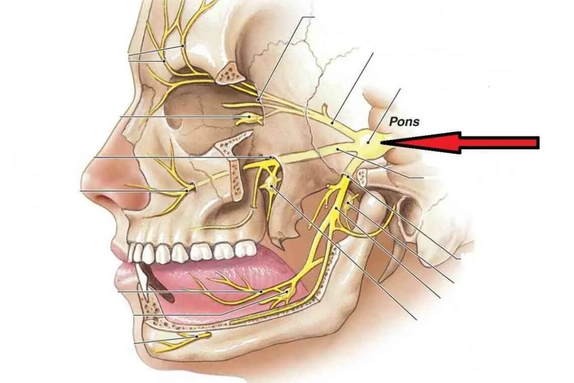 Тройничный нерв анатомия. Гассеров ганглий. Лицевой тройничный нерв и зуб мудрости. Нижнечелюстной тройничный нерв анатомия.