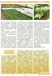 Когда весной можно высаживать хризантемы