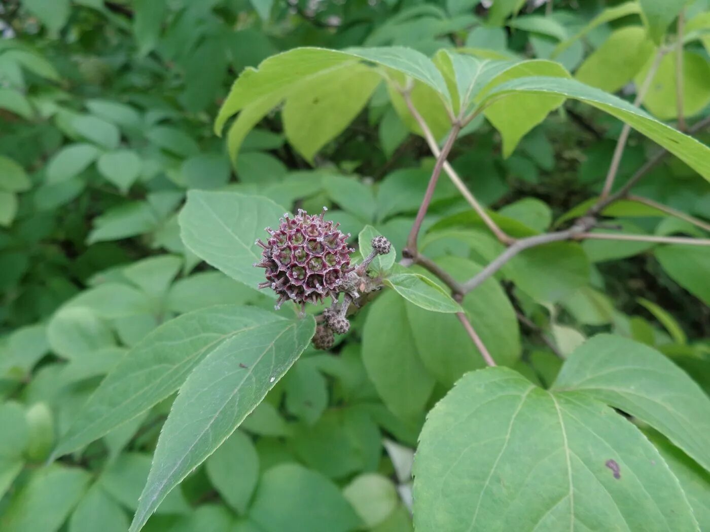 Элеутерококк куст. Элеутерококк фото описание. Элеутерококк колючий. Элеутерококк лрс. Элеутерококк фото описание.