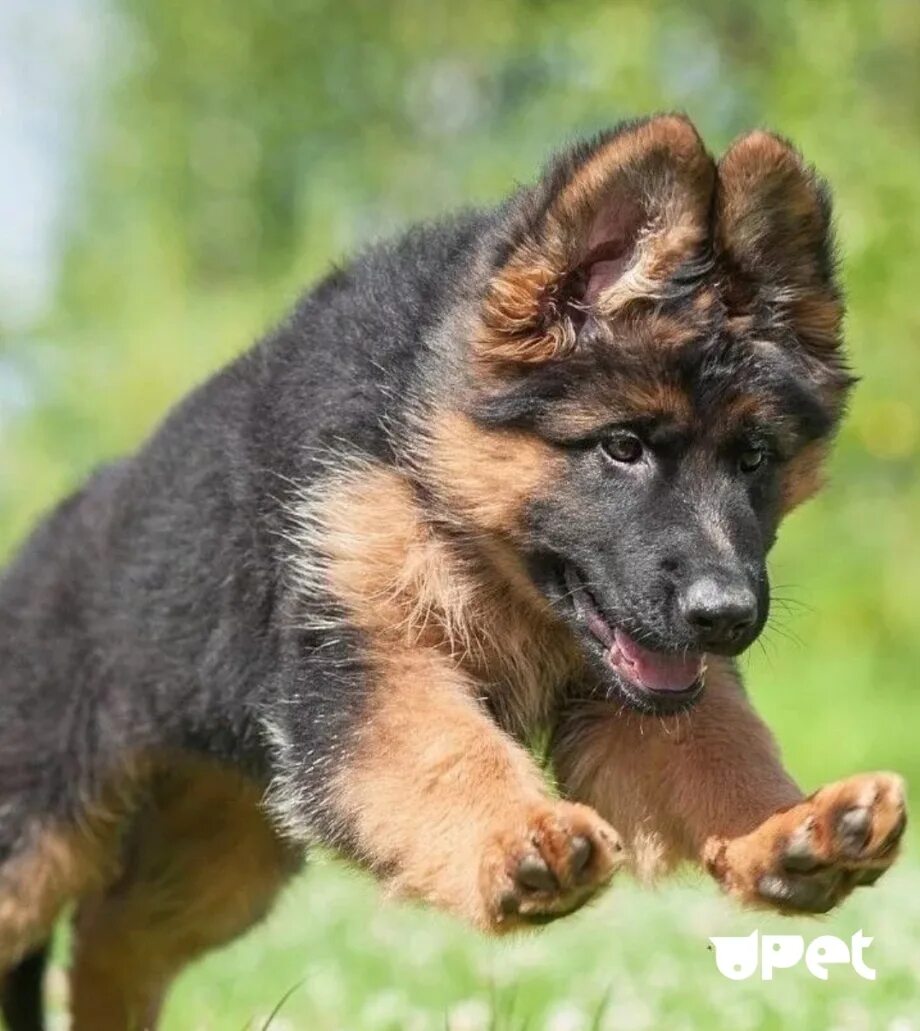 Баварская овчарка shepherd. Овчарка gsd. Самая настоящая собака. Милые маленькие собачки. Цветные немецкие овчарки.