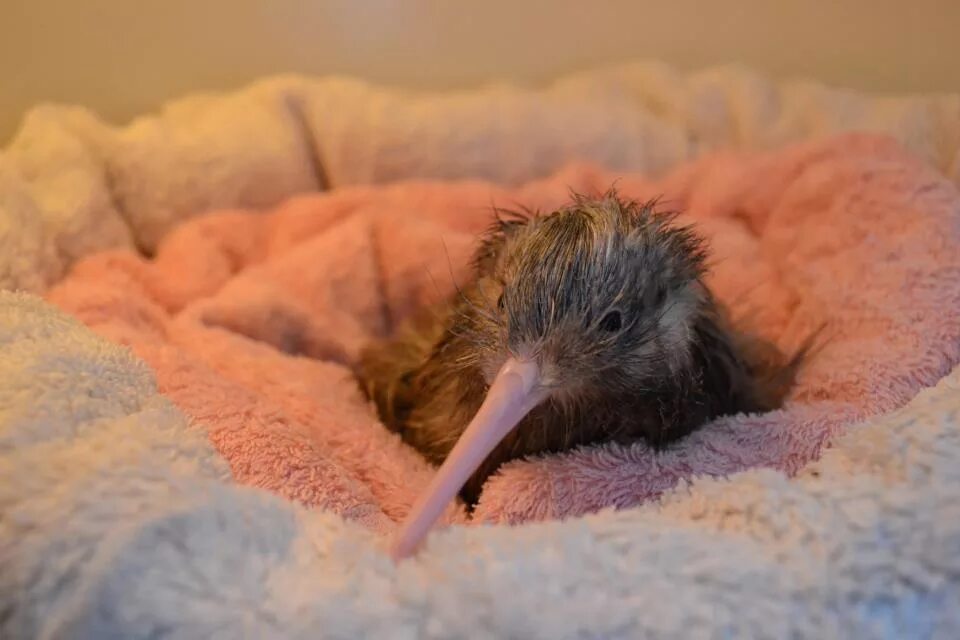 первый птенец