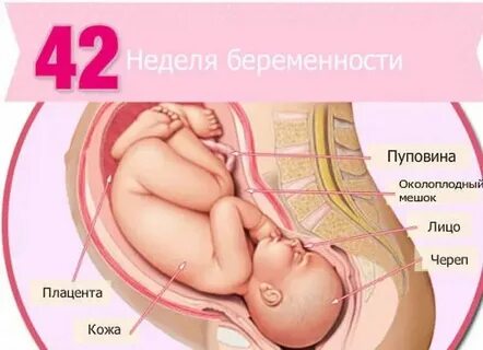 Почему 42 недели