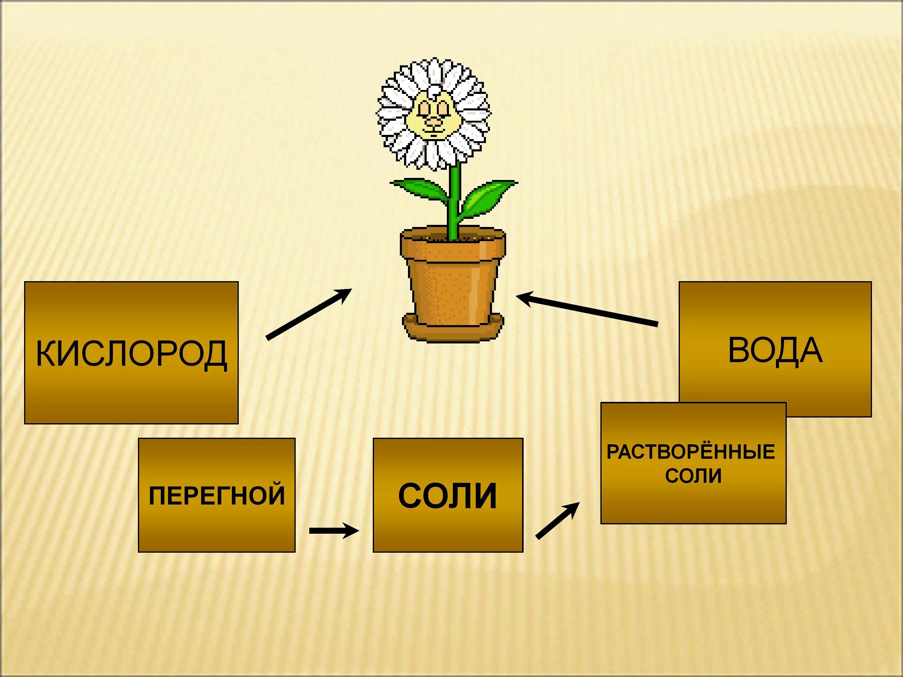 Что растения получают из почвы. Модель что растения получают из почвы. Растение из почвы. Что растения получают из почвы 3 класс окружающий мир.