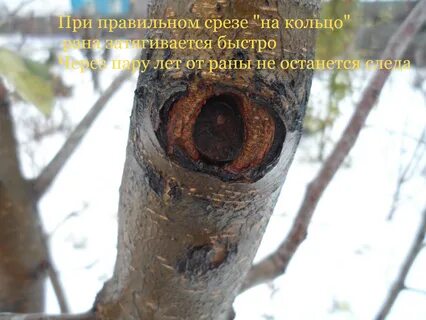 Чем обработать срез яблони после обрезки