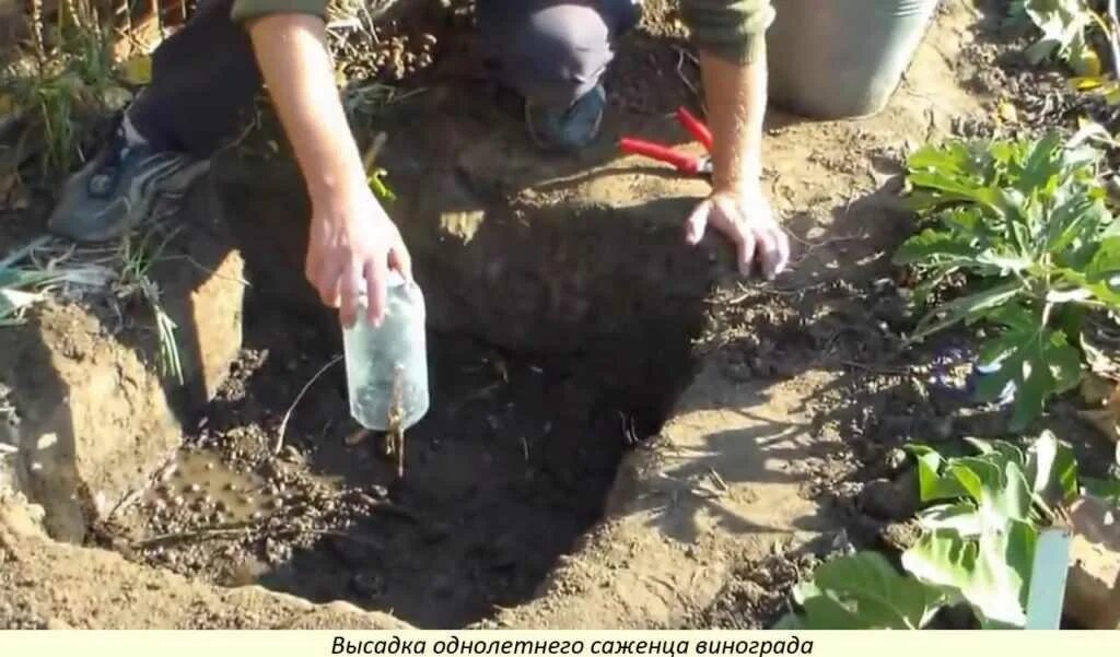 Высадка черенков винограда. Саженец винограда корни. Посадка черенков винограда весной в открытый грунт. Посадочная яма для винограда. Посадка пророщенных черенков винограда.