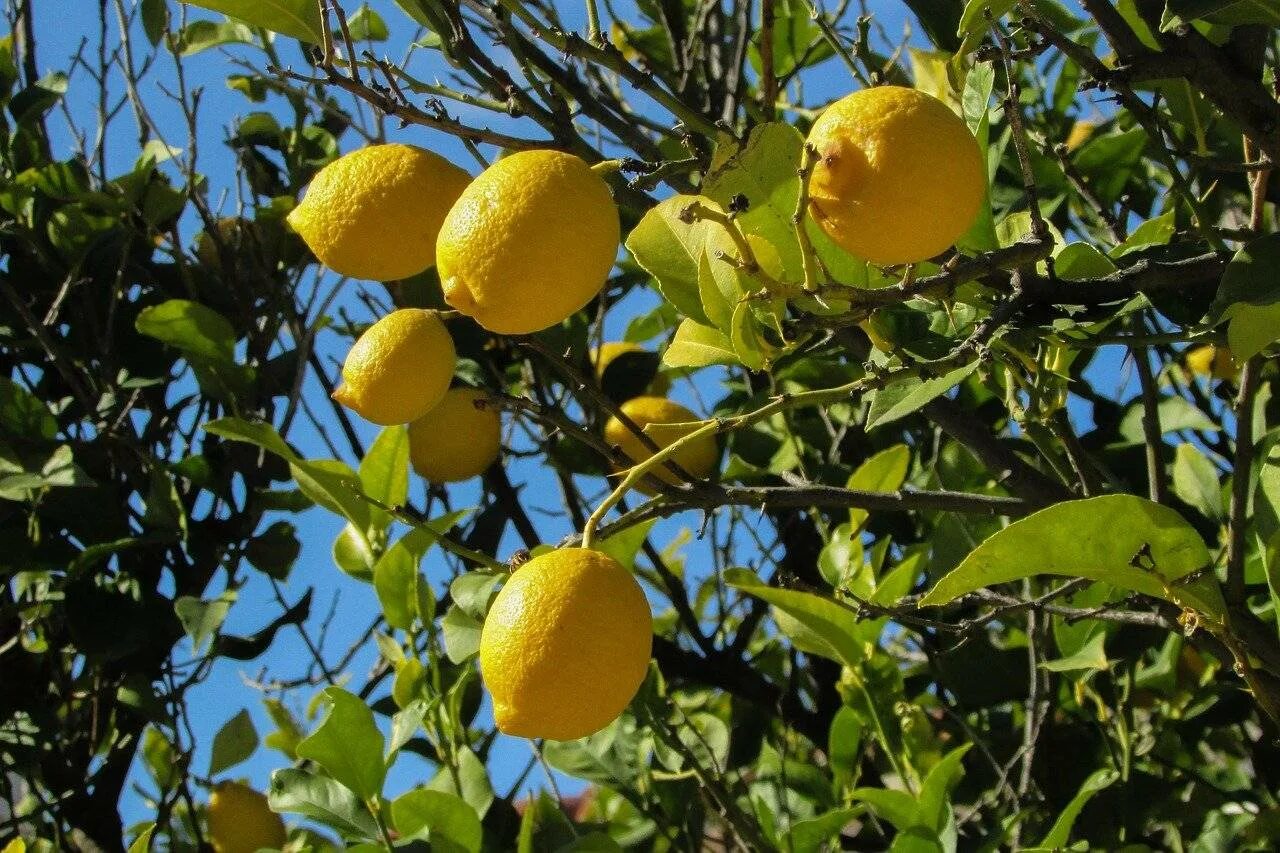 Лимон растет в россии. Лимон дерево. Лимонное дерево Кипр. Лимон Lemon дерево. Куст цитрона.