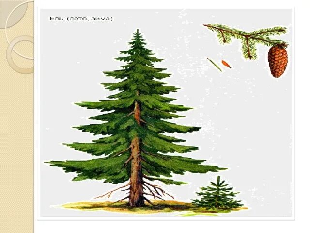 Стих про елку для детей. Стих про елочку. Стих трутневой елка. Стихотворение е трутневой елка. Трутнева вырастала елка в лесу на горе.