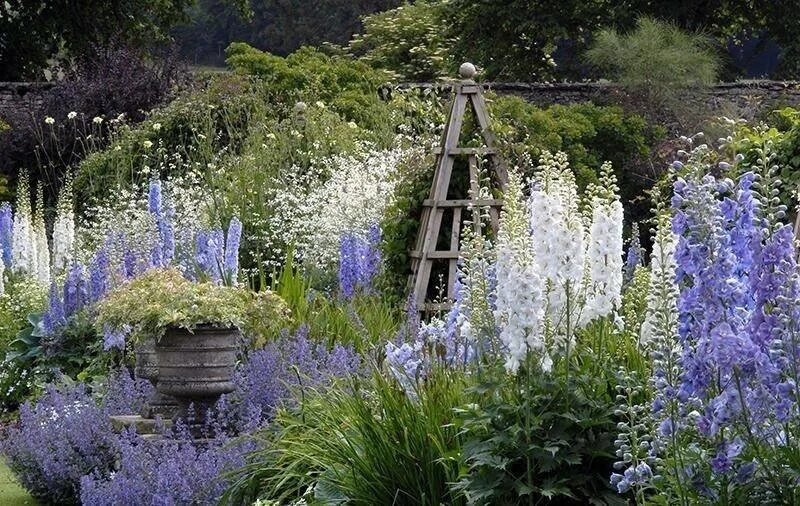 delphinium border Дельфиниум, Красивые сады, Дельфиниумы
