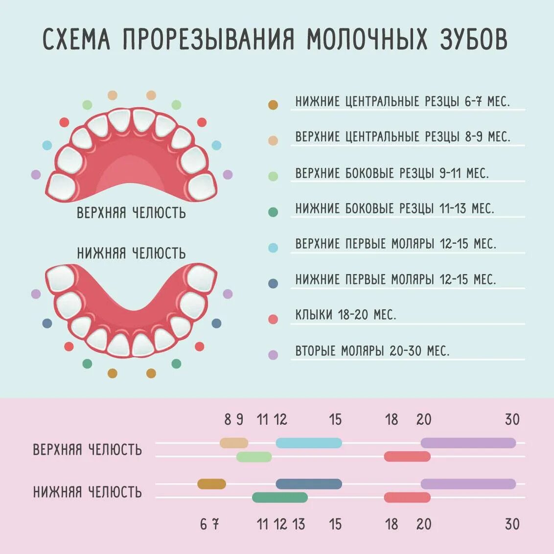 Порядок роста молочных зубов у детей до года. Схема прорезывания молочных зубов у детей до 2. Зубы 1|1 прорезываются в _____ лет. Как выглядят резцы зубов у младенцев. Через сколько зуб перестает болеть