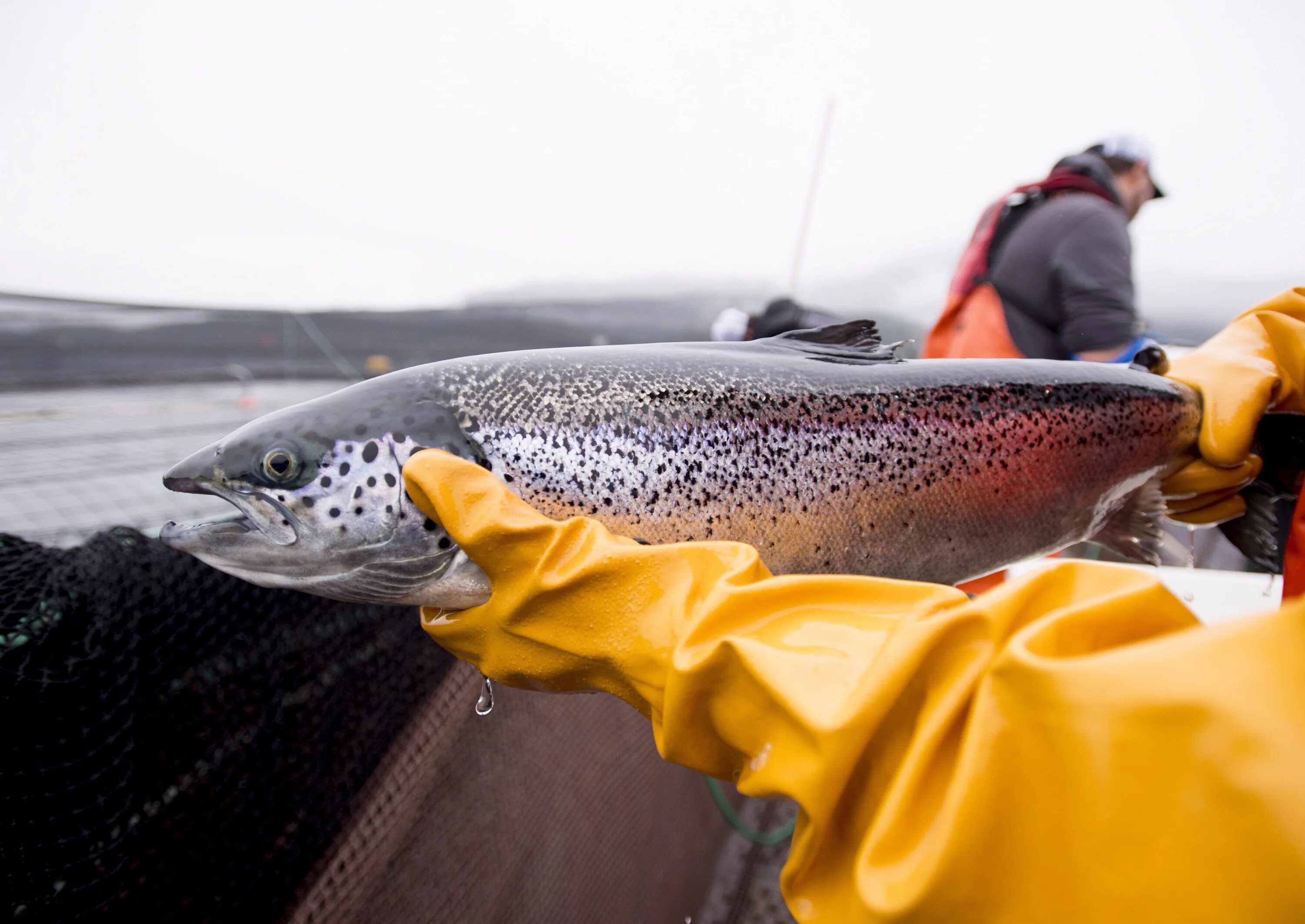 The Atlantic Salmon. Салмон рыба. Атлантик Фиш лосось. Семга. Дикая красная рыба