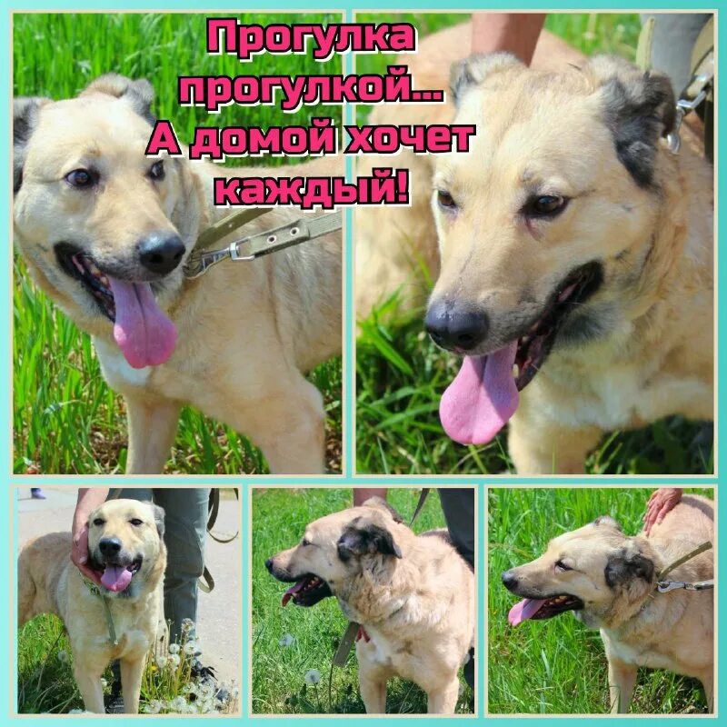 работники приюта. приют верность фото. приют для животных смоленск. верность помощь животным. верность помощь животным.