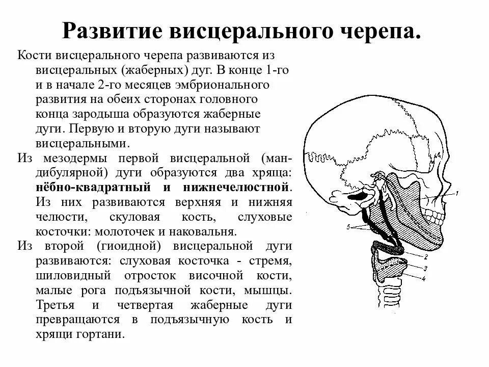 Жаберные дуги у человека развитие черепа. Жаберные дуги Эволюция висцерального скелета. Висцеральный череп. Формирование черепа человека.