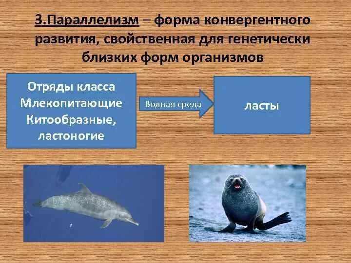 Параллелизм форма эволюции. Ластоногие и китообразные параллелизм. конвергентная форма эволюции. параллелизм конвергенция и дивергенция в эволюции.