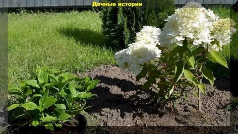 Зола под гортензию