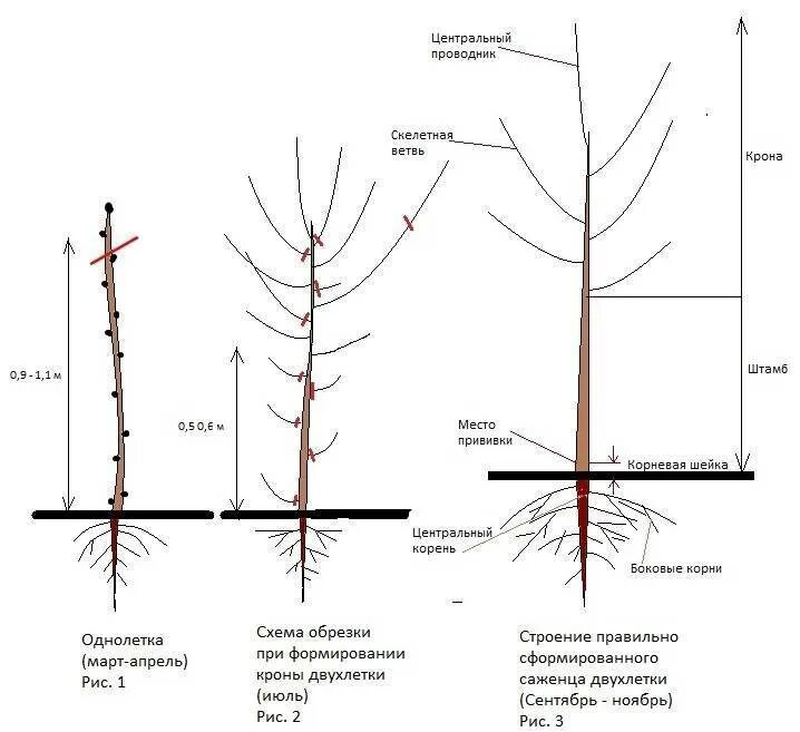 Колоновидная яблоня обрезка схема. Схема обрезки колоновидной яблони. Схема обрезки саженцев яблони. Схема обрезки саженца груши.