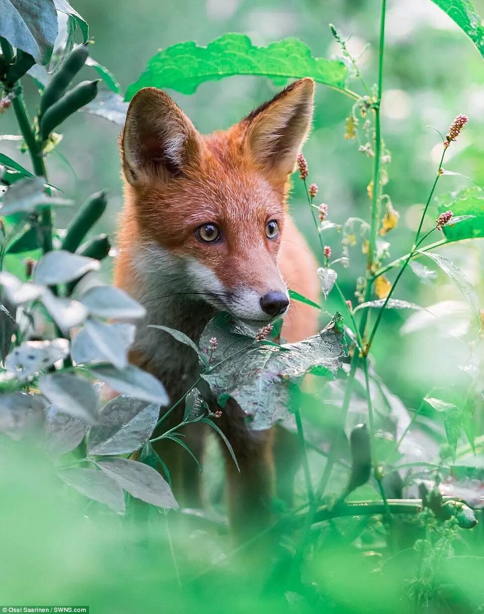 Лиса. «Лиса в лесу». Лисы Эстетика. Лиса в лесу Эстетика. Fox 16