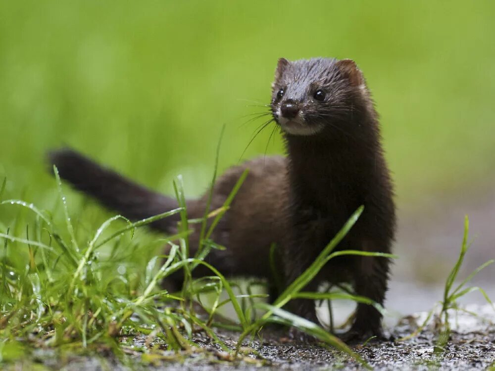Mustela kathiah. Стрип бар хаслер нижний новгород. Горностай алтайский. Ласка в карелии. Горностай таймыр.