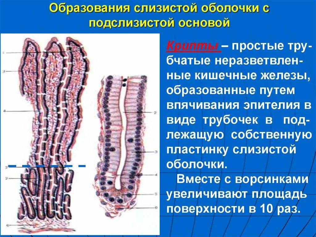 Образования тонкой кишки. Железы слизистой оболочки кишечника. Слизистая оболочка кишечника. Кишечные ворсинки. Слизистая оболочка тонкого кишечника. Ворсинки и крипты тонкой кишки.