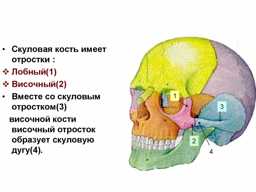 Скуловая дуга анатомия. Скуловой отросток лобной кости анатомия. Скуловая кость черепа анатомия. Сосцевидный отросток височной кости черепа анатомия.