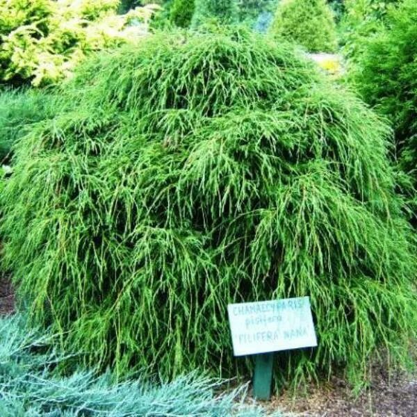 Filifera nana. Кипарисовик горохоплодный filifera nana. Кипарисовик горохоплодный chamaecyparis pisifera filifera nana. Кипарисовик горохоплодный филифера грацилис. Кипарисовик горохоплодный филифера.