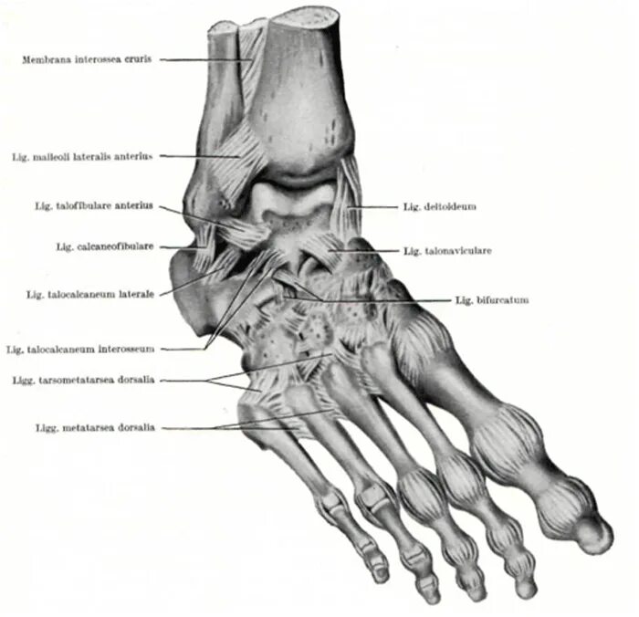 Связочный аппарат стопы. Голеностопный сустав анатомия строение кости. Связочный аппарат голеностопного сустава. Дельтовидная связка голеностопного сустава анатомия. Связочный аппарат голеностопного сустава анатомия.