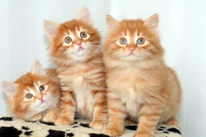 Рыжий котёнок. Три рыжих котенка. Сибирские коты рыжие. Сибирская кошка котята рыжие.