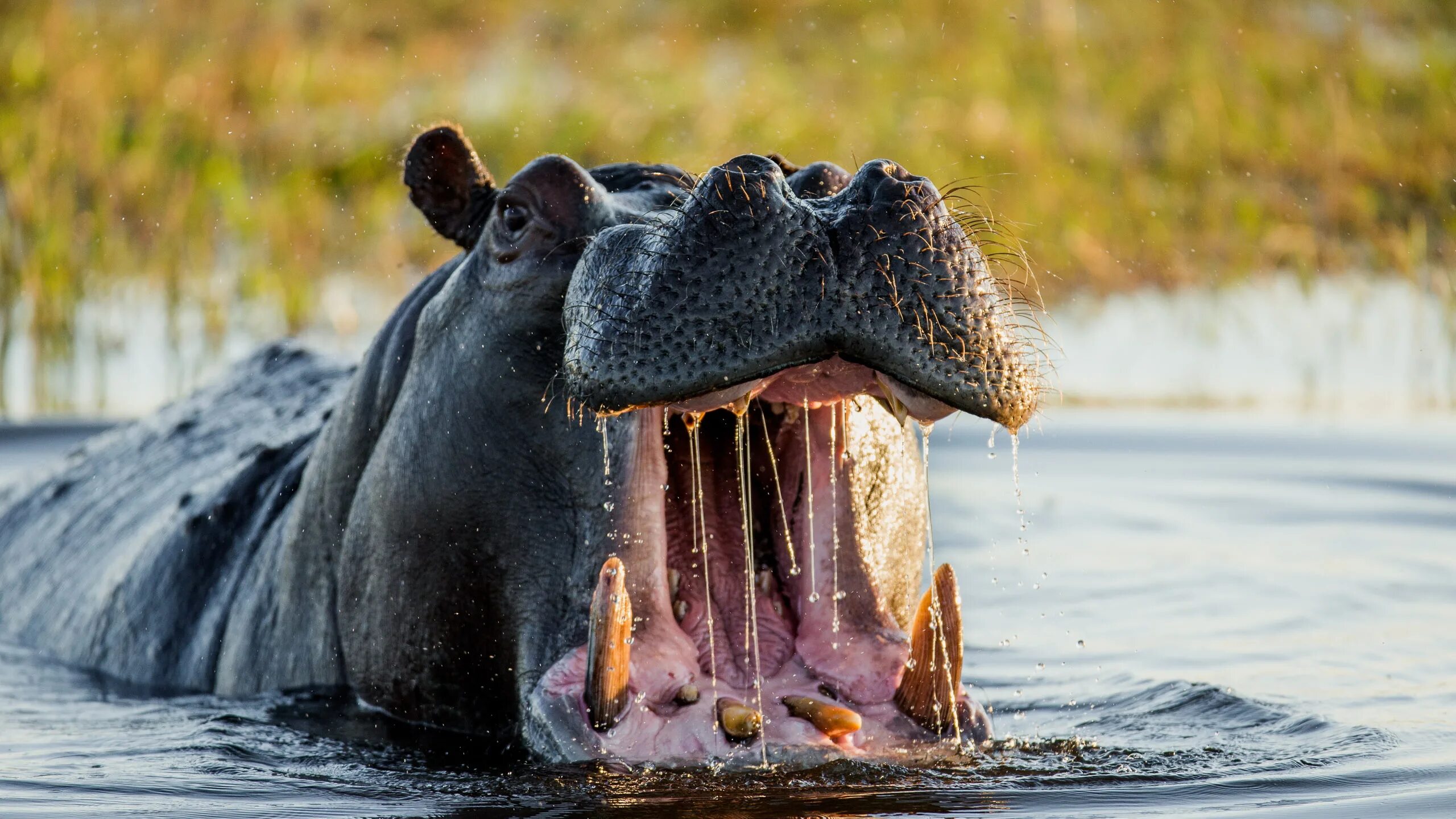 Гиппопотам (Hippopotamus). Нильский Бегемот. Нильский крокодил против бегемота. Бегемот какой звук