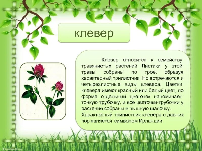 Сообщение про растение 3 класс окружающий мир. Рассказ о растении 3 класс. доклад о растении 3 класс по окружающему миру. растения для презентации. доклад о растении 3 класс по окружающему.