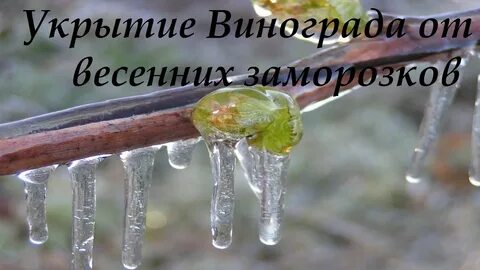 Как укрыть виноград от заморозков весной возвратных
