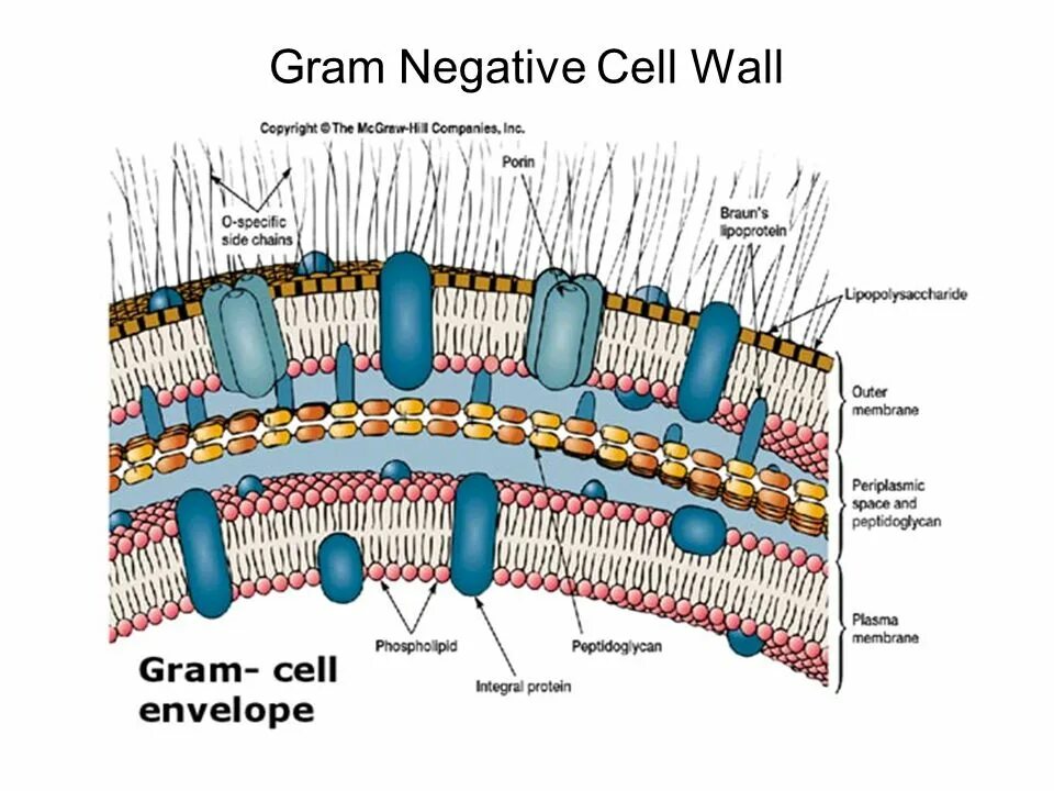 Клеточная стенка животных состоит из. Gram negative Cell Wall. Клеточная стенка мравгнгия. Gram-negative Cell all. Хлебная ржавчина клеточная стенка из.