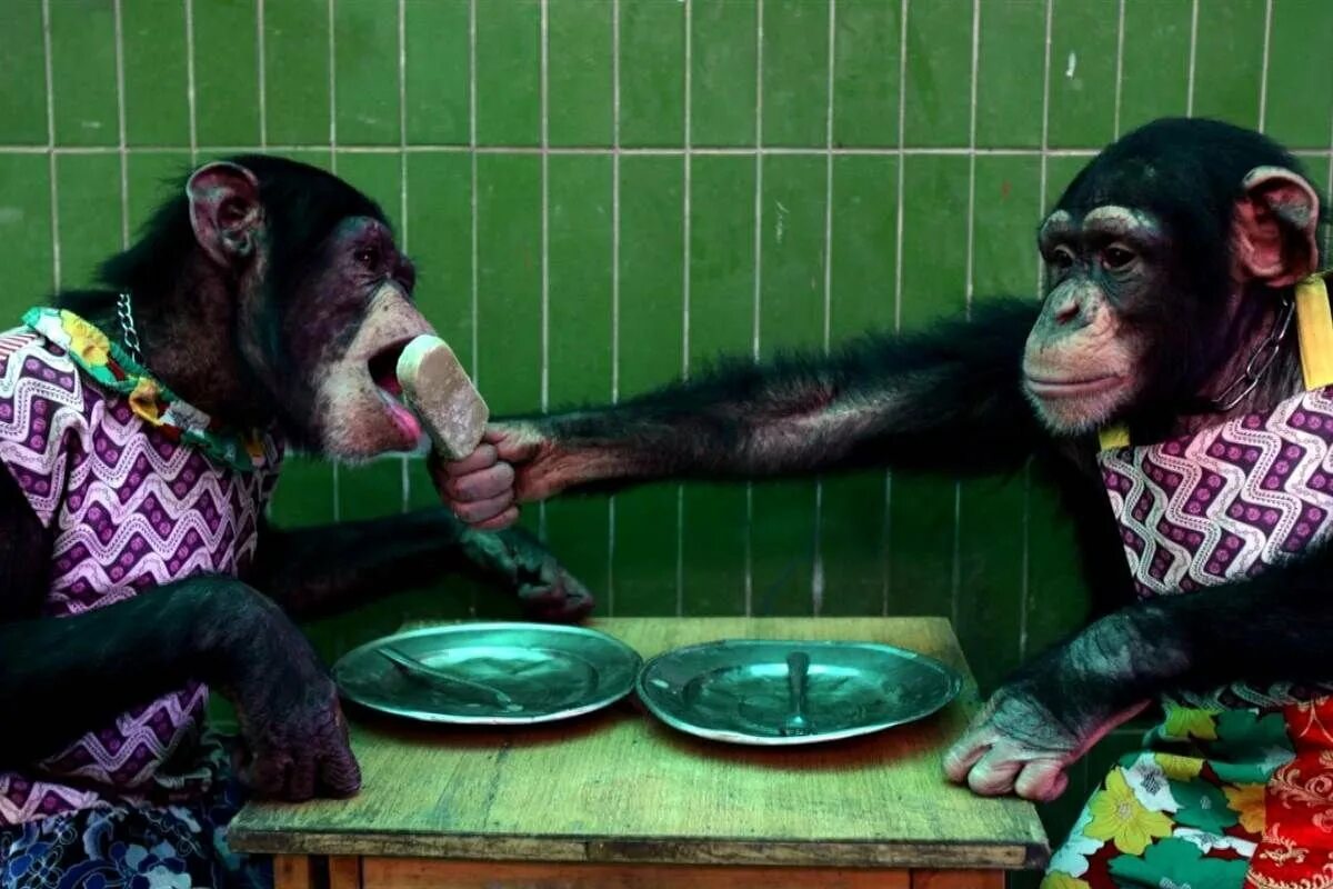 Обезьяна кушает. Обезьянка с бананом для детей. Обезьяна с бананом рисунок. Обезьяны в африке. Приколы с обезьянами.