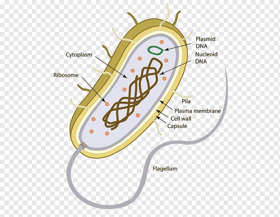 Выход прокариот на сушу. Кишечная палочка строение клетки. Бактерия кишечная палочка строение. Escherichia coli строение. Эшерихия коли строение.