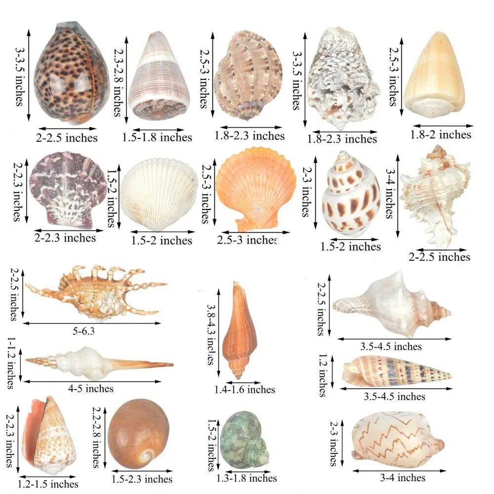 Моллюски черного моря и их названия. Форма раковины брюхоногого моллюска. Название ракушек с фото. Название ракушек с фото. Морские ракушки названия.